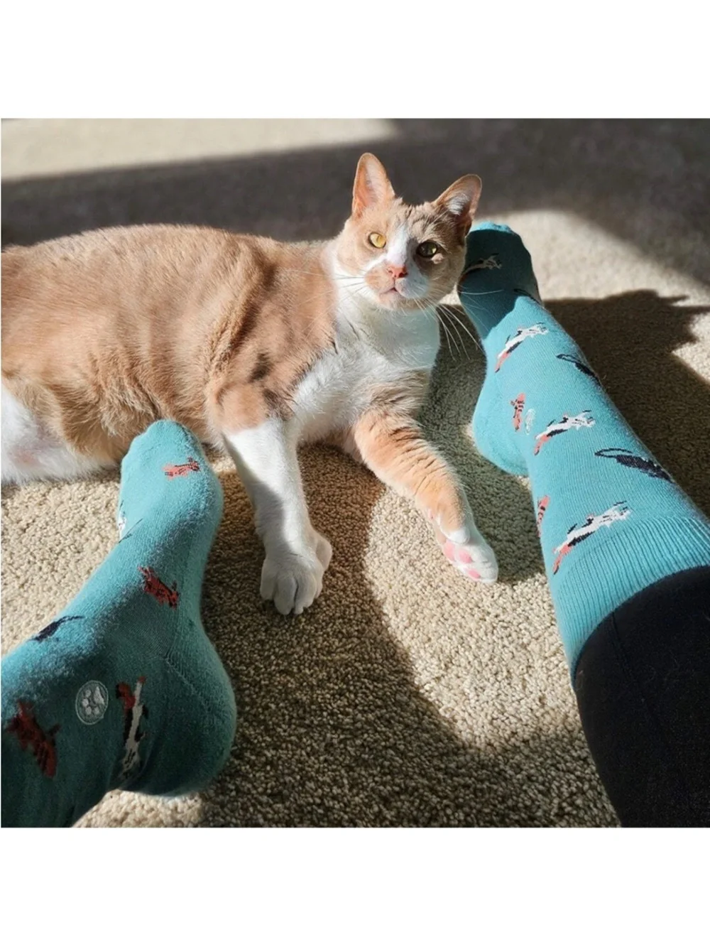 NEW Socks that Save Cats